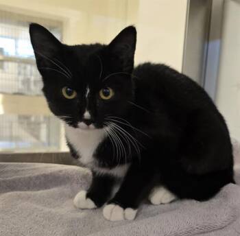 Rescue Domestic Short Hair Cats for Adoption in Houston, Texas - A645235 | PetCurious