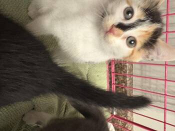 Rescue Domestic Short Hair Cats for Adoption in Fredericton, New Brunswick - Opalite | PetCurious