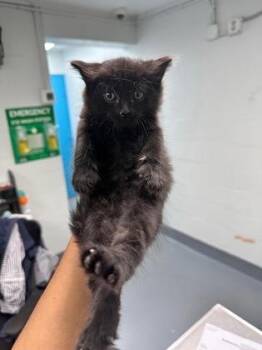 Domestic Short Hair Cats Available for Adoption in Daytona Beach, Florida - Lord Fluffball | PetCurious