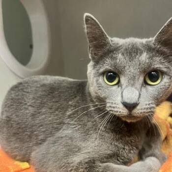 Mama June -  Domestic Short Hair Cat for Adoption in Dayton, Ohio - Mama June | PetCurious