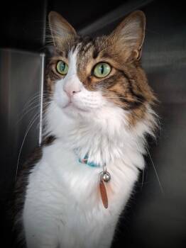 Retweet -  Domestic Long Hair Cat for Adoption in Hampton, Virginia - Retweet | PetCurious