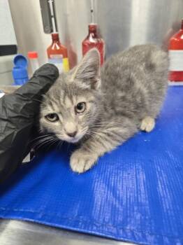 AEROSMITH -  Domestic Short Hair Cat for Adoption in Hagerstown, Maryland - AEROSMITH | PetCurious