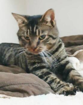 Rescue Tabby Cats for Adoption in Ocean City, New Jersey - Galaxy | PetCurious