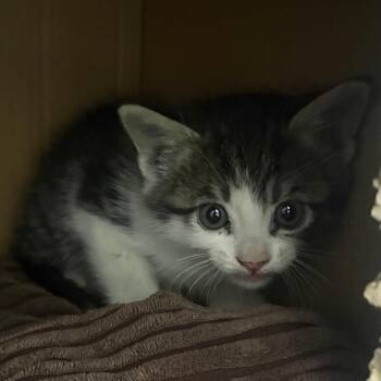 Forrest Gump -  Domestic Short Hair Cat for Adoption in Taos, New Mexico - Forrest Gump | PetCurious
