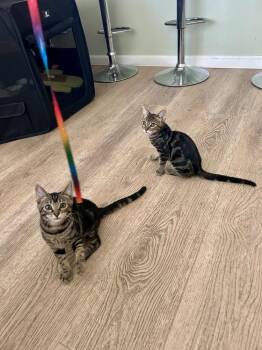 Foreman -  Tabby Cat for Adoption in Gardena, California - Foreman | PetCurious
