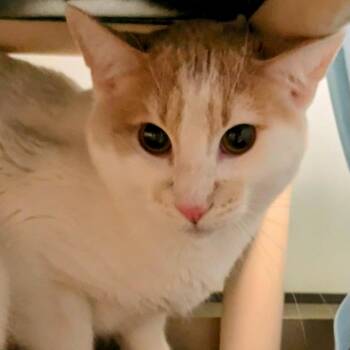 Domestic Short Hair Cats Available for Adoption in Dekalb, Illinois - Ozzy | PetCurious