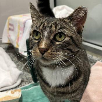 Domestic Short Hair Cats Available for Adoption in Fairport, New York - Squeaky | PetCurious