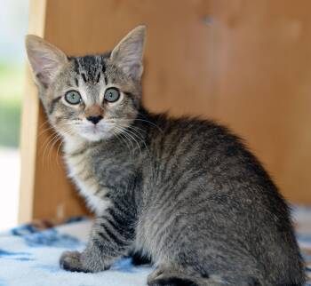 ROBIN -  Tabby Cat for Adoption in San Clemente, California - ROBIN | PetCurious