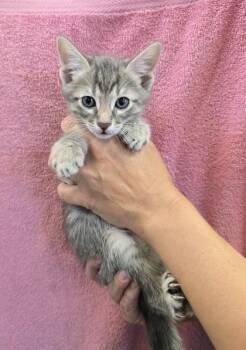 Domestic Short Hair Cats Available for Adoption in Key West, Florida - Blueberry | PetCurious