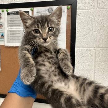 Domestic Short Hair Cats Available for Adoption in Edinburg, Texas - Gwen | PetCurious