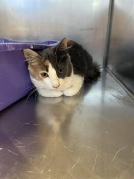 Pebble A061370 -  Domestic Medium Hair Cat for Adoption in San Andreas, California - Pebble A061370 | PetCurious