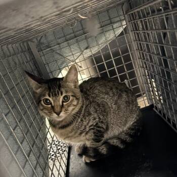 Domestic Short Hair Cats Available for Adoption - Squidward | PetCurious