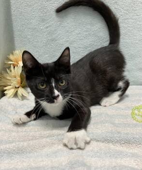 Stevie -  Domestic Short Hair Cat for Adoption in Dublin, Ohio - Stevie | PetCurious