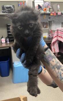 Domestic Short Hair Cats Available for Adoption - BILLIE | PetCurious