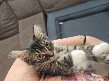 Sassy Pants (Downey) -  Domestic Long Hair and Tabby Cat for Adoption - Sassy Pants (Downey) | PetCurious