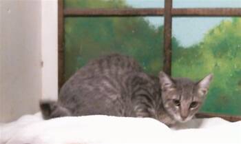 HONEY -  Domestic Short Hair Cat for Adoption in Houston, Texas - HONEY | PetCurious