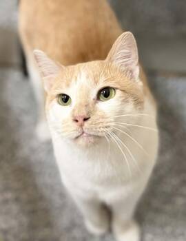 Calvin -  Domestic Short Hair Cat for Adoption in Fruit Heights, Utah - Calvin | PetCurious