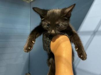 OREO -  Domestic Short Hair Cat for Adoption in San Bernardino, California - OREO | PetCurious