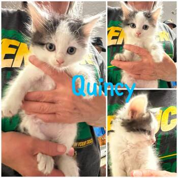 Quincy -  Domestic Short Hair Cat for Adoption in Byrdstown, Tennessee - Quincy | PetCurious