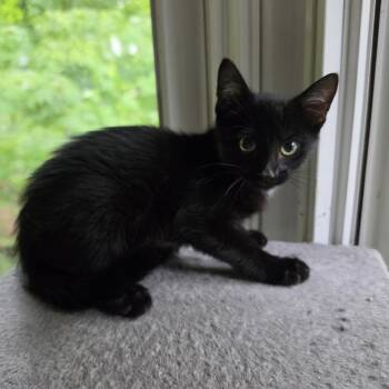 Zoro -  Domestic Short Hair Cat for Adoption in Bentonville, Arkansas - Zoro | PetCurious