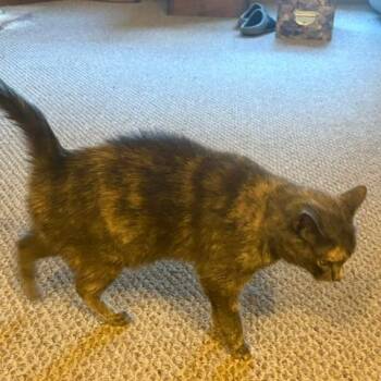Georgia C12524 -  Domestic Short Hair Cat for Adoption - Georgia C12524 | PetCurious