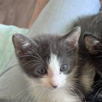 Blaine -  Domestic Short Hair Cat for Adoption in Belleville, Illinois - Blaine | PetCurious