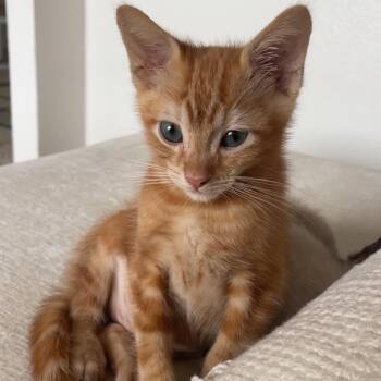 Harry -  Domestic Short Hair Cat for Adoption in Tustin, California - Harry | PetCurious