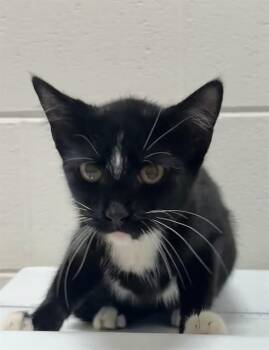 SAFI -  Domestic Short Hair Cat for Adoption - SAFI | PetCurious