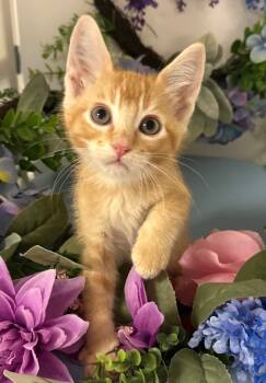 Rescue Domestic Short Hair Cats for Adoption in Stillwater, Oklahoma - 7/11/25 - Mr. Darcy | PetCurious