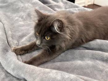 Domestic Medium Hair Cats Available for Adoption in Trenton, New Jersey - Paztuzo | PetCurious