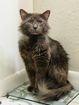 Nebelung and Russian Blue Cats Available for Adoption in Houston, Texas - Dorian Gray | PetCurious