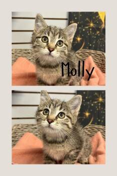 Molly -  Domestic Medium Hair Cat for Adoption in Pierceton, Indiana - Molly | PetCurious