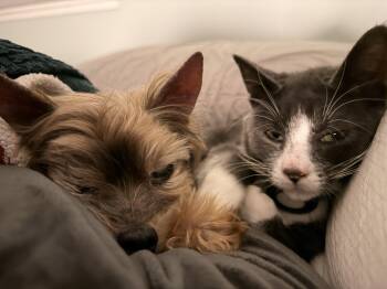 Rescue Domestic Short Hair Cats for Adoption in Seattle, Washington - Jerry | PetCurious