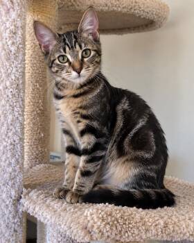 Tinsley -  Tabby Cat for Adoption in Calimesa, California - Tinsley | PetCurious