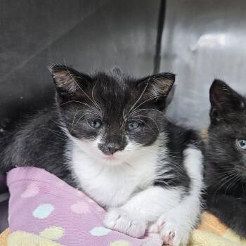 Cannoli -  Domestic Short Hair Cat for Adoption in Ridgely, Maryland - Cannoli | PetCurious