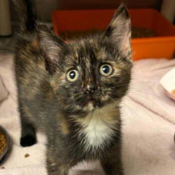 Magic -  Domestic Short Hair Cat for Adoption in Concord, North Carolina - Magic | PetCurious