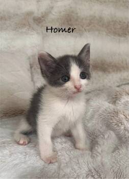 Rescue British Shorthair and Domestic Short Hair Cats for Adoption in Columbus, Ohio - HOMER | PetCurious