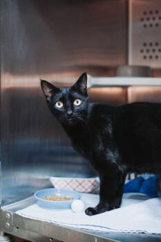 Rescue Domestic Short Hair Cats for Adoption in North Charleston, South Carolina - 89047a Ghostie Boo Boo | PetCurious