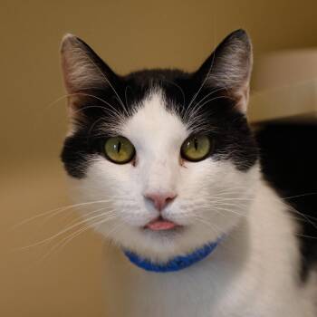 Domestic Short Hair Cats Available for Adoption - Coconut | PetCurious