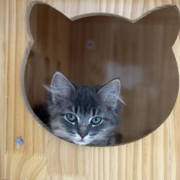 Journey (White) -  Domestic Medium Hair Cat for Adoption in Portage, Michigan - Journey (White) | PetCurious
