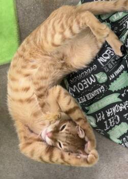 Domestic Short Hair Cats Available for Adoption in Houston, Texas - FRED (Solo Cup) | PetCurious
