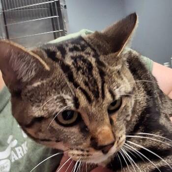 Handsome -  Domestic Short Hair Cat Available for Adoption in Birmingham, Alabama - Handsome | PetCurious