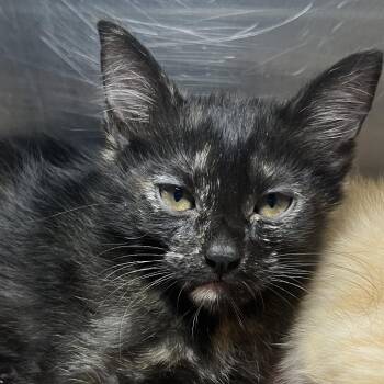 Jessie Cat -  Domestic Short Hair Cat for Adoption in Palm Springs, California - Jessie Cat | PetCurious