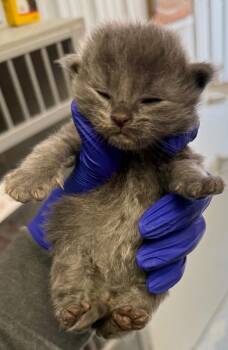 Steel -  Domestic Short Hair Cat for Adoption in Greencastle, Indiana - Steel | PetCurious