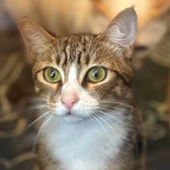 Rescue Domestic Short Hair Cats for Adoption in Los Angeles, California - Smudge | PetCurious