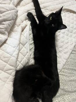Domestic Long Hair Cats Available for Adoption in Mustang, Oklahoma - Poe | PetCurious