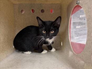 SOPHIE -  Domestic Short Hair Cat for Adoption in Santa Fe, New Mexico - SOPHIE | PetCurious