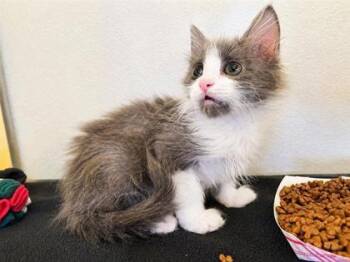 Brookhaven -  Domestic Long Hair Cat for Adoption in El Paso, Texas - Brookhaven | PetCurious