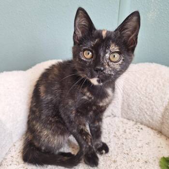 Pepsi -  Domestic Short Hair Cat for Adoption in Attica, New York - Pepsi | PetCurious