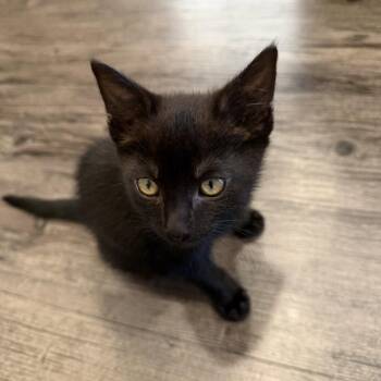 Domestic Short Hair Cats Available for Adoption in San Jose, California - Lua | PetCurious